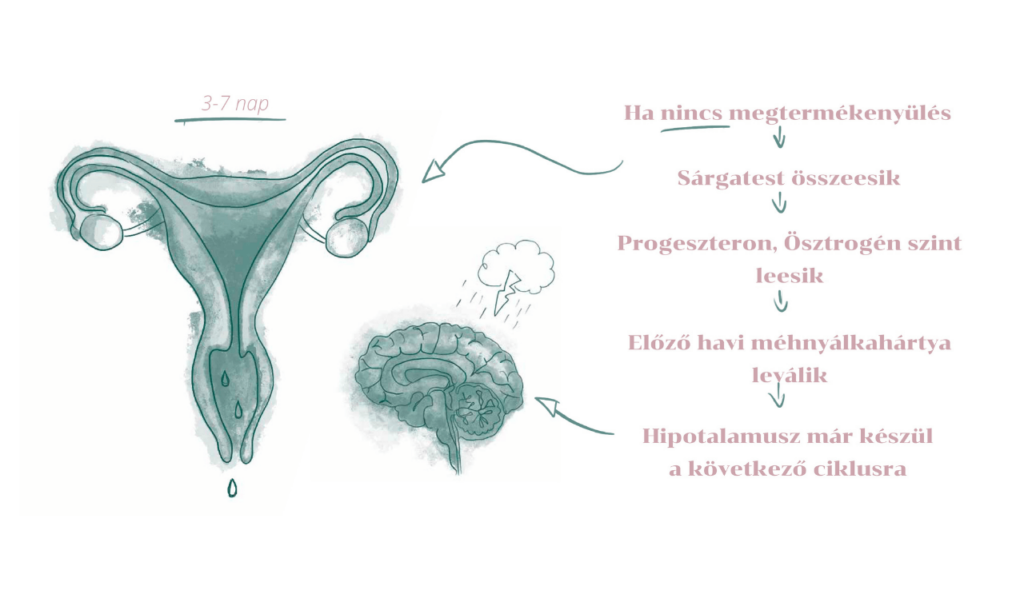 Menstruációs ciklus - Funkcionális Orvoslás Nőknek