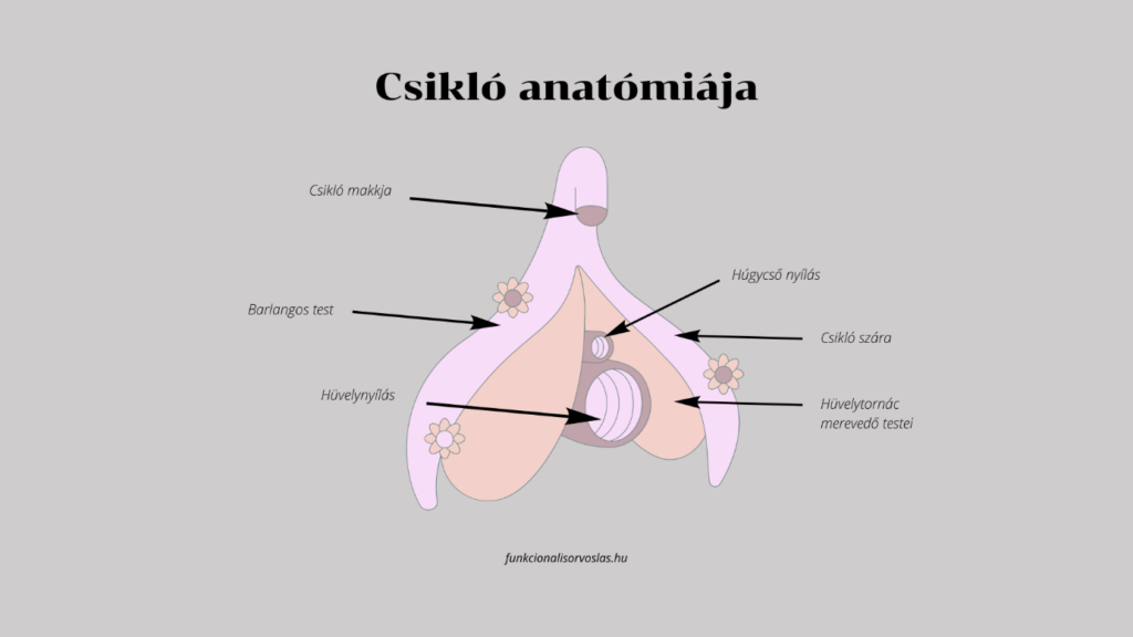 A csikló anatómiája - Funkcionális Orvoslás Nőknek